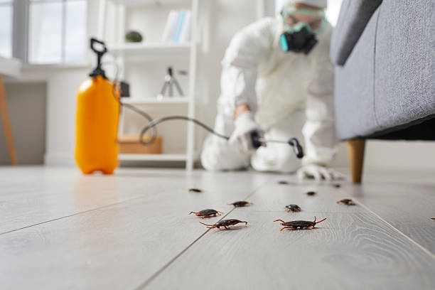 Post-Treatment Bed Bug Interceptor Monitoring in Dauphin Island